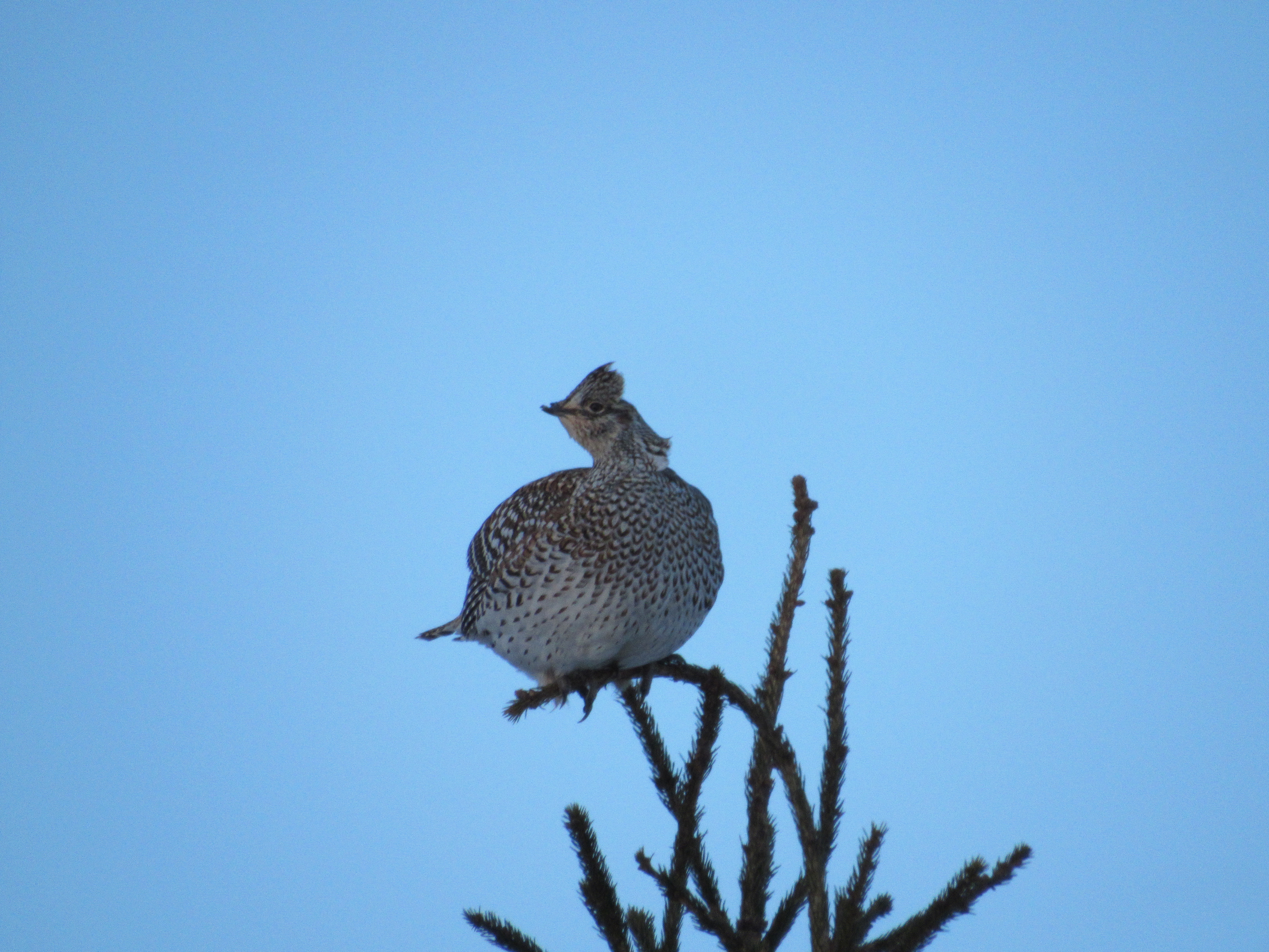 Sharp-tailed grouse 22